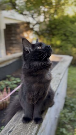 7-Monate schwarzes Maine Coon Kitten
