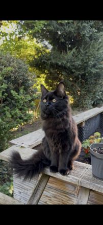 7-Monate schwarzes Maine Coon Kitten