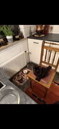 7-Monate schwarzes Maine Coon Kitten