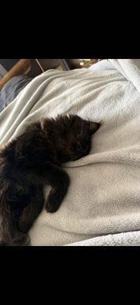 7-Monate schwarzes Maine Coon Kitten