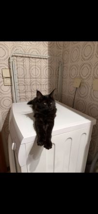 7-Monate schwarzes Maine Coon Kitten