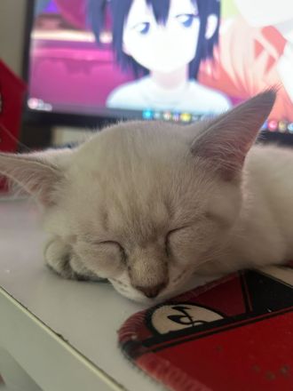 BKH Britisch Kurzhaar Katze Kitten