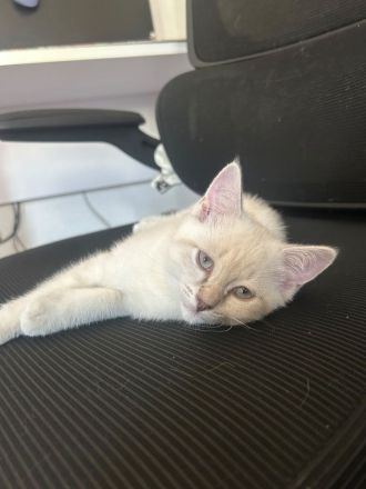BKH Britisch Kurzhaar Katze Kitten