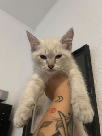 BKH Britisch Kurzhaar Katze Kitten