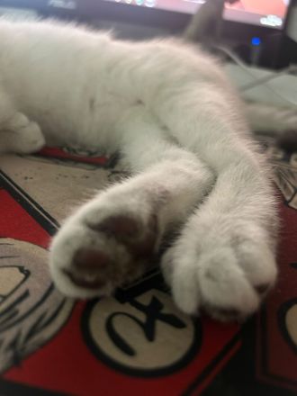 BKH Britisch Kurzhaar Katze Kitten
