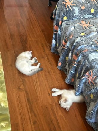 BKH Britisch Kurzhaar Katze Kitten
