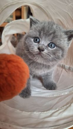 BKH KITTEN