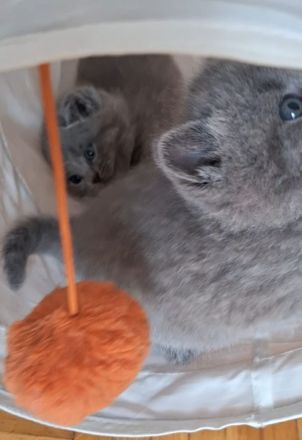BKH KITTEN