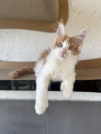 Maine Coon Kater mit Stammbaum - sofort auszugsbereit