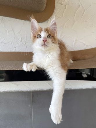 Maine Coon Kater mit Stammbaum - sofort auszugsbereit