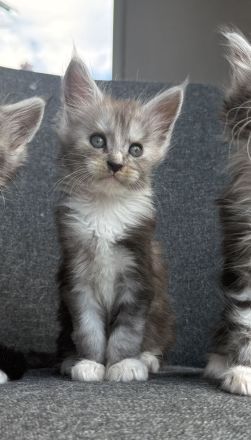 Reinrassige Maine Coon Kitten ab Ende August abzugeben