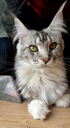 Reinrassige Maine Coon Kitten ab Ende August abzugeben