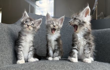 Reinrassige Maine Coon Kitten ab Ende August abzugeben