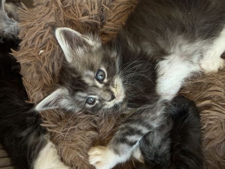 Reinrassige Maine Coon Kitten ab Ende August abzugeben