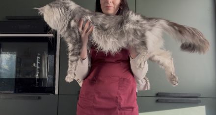 Reinrassige Maine Coon Kitten ab Ende August abzugeben
