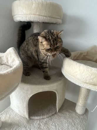Wunderschöne BKH Hauskatze (2 Jahre) sucht Traumzuhause