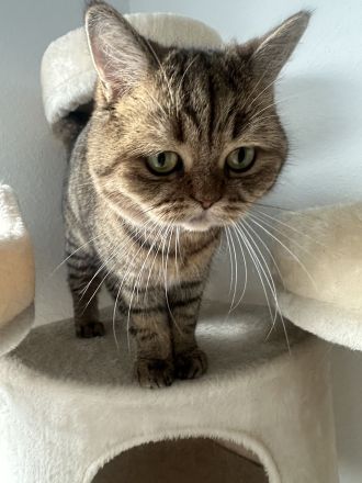 Wunderschöne BKH Hauskatze (2 Jahre) sucht Traumzuhause