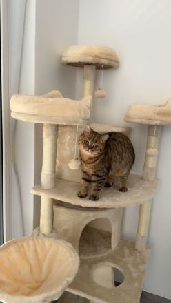 Wunderschöne BKH Hauskatze (2 Jahre) sucht Traumzuhause