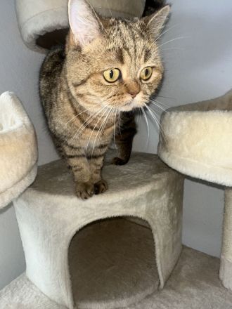 Wunderschöne BKH Hauskatze (2 Jahre) sucht Traumzuhause