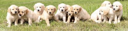 Golden Retriever Welpen noch 4 Rüden Abgabebereit