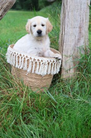 Golden Retriever Welpen noch 4 Rüden Abgabebereit