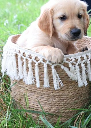 Golden Retriever Welpen noch 4 Rüden Abgabebereit