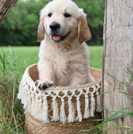 Golden Retriever Welpen noch 4 Rüden Abgabebereit