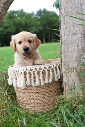 Golden Retriever Welpen noch 4 Rüden Abgabebereit