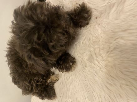 Malteser mix Welpen ( Malchi )❤️🐶Chihuahua