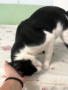 Luis