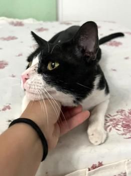 Luis
