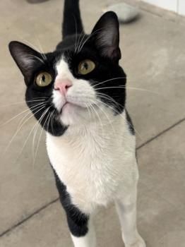 Luis
