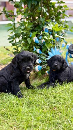 Neun süße Irish Doodle x Goldendoodle Welpen