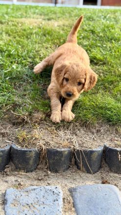 Neun süße Irish Doodle x Goldendoodle Welpen