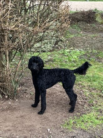 Neun süße Irish Doodle x Goldendoodle Welpen