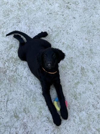 Zwei süße Irish Doodle x Goldendoodle Welpen