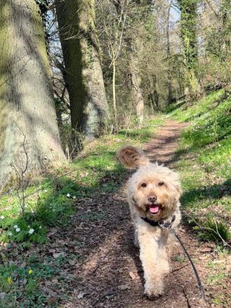 Neun süße Irish Doodle x Goldendoodle Welpen