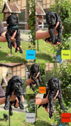 Neun süße Irish Doodle x Goldendoodle Welpen