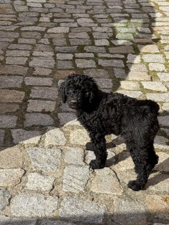 Zwei süße Irish Doodle x Goldendoodle Welpen