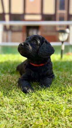 Neun süße Irish Doodle x Goldendoodle Welpen