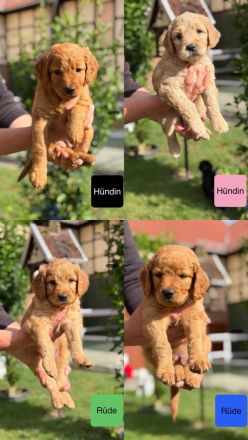 Neun süße Irish Doodle x Goldendoodle Welpen