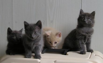 Katzenbabys BKH x Russisch Blau Edelmix Kitten