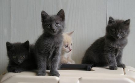 Katzenbabys BKH x Russisch Blau Edelmix Kitten