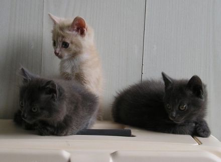 Katzenbabys BKH x Russisch Blau Edelmix Kitten