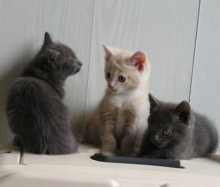 Katzenbabys BKH x Russisch Blau Edelmix Kitten
