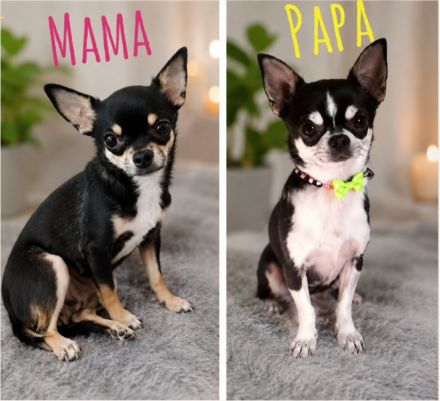 Nur noch 1 Rüde und 1 Weibchen reinrassige Chihuahua