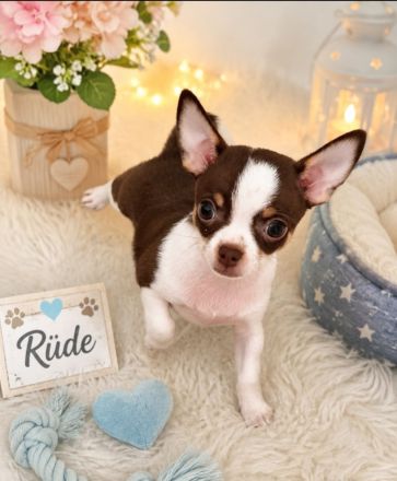Nur noch 1 Rüde und 1 Weibchen reinrassige Chihuahua