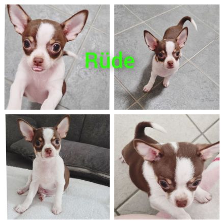 Nur noch 1 Rüde Reinrassige Chihuahua