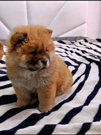 Chow Chow / zwei Mädchen. 🐶🐶💕