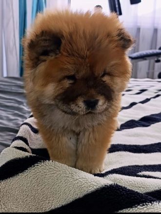 Chow Chow / zwei Mädchen. 🐶🐶💕